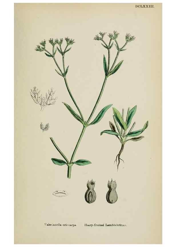 Reproducción/Reproduction 48717434916: English botany, or, Coloured figures of British plants /. London :R. Hardwicke,1863-1886.. 