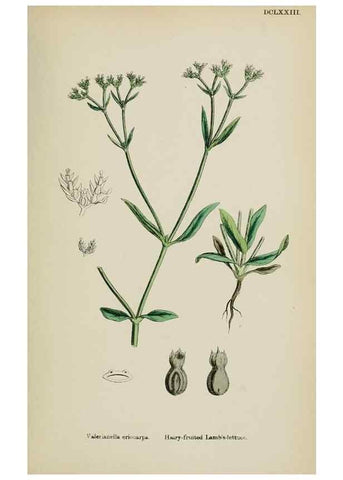 Reproducción/Reproduction 48717434916: English botany, or, Coloured figures of British plants /. London :R. Hardwicke,1863-1886.. 