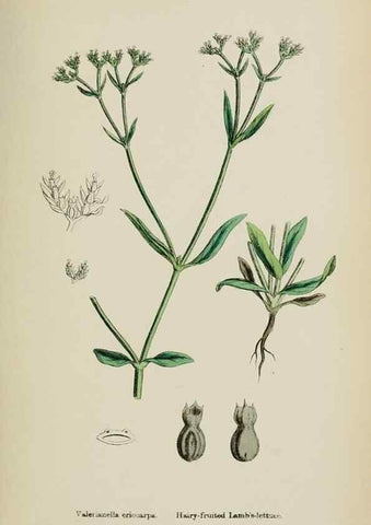 Reproducción/Reproduction 48717434916: English botany, or, Coloured figures of British plants /. London :R. Hardwicke,1863-1886.. 