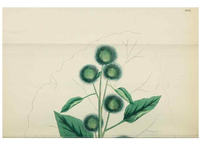 Reproducción/Reproduction 48717918317: English botany, or, Coloured figures of British plants /. London :R. Hardwicke,1863-1886.. 