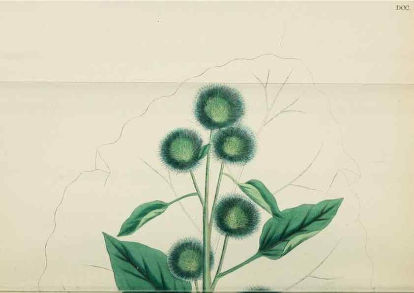 Reproducción/Reproduction 48717918317: English botany, or, Coloured figures of British plants /. London :R. Hardwicke,1863-1886.. 
