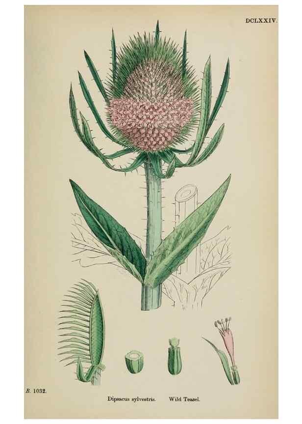 Reproducción/Reproduction 48717606292: English botany, or, Coloured figures of British plants /. London :R. Hardwicke,1863-1886.. 