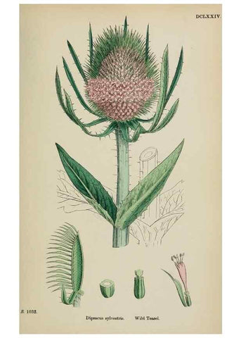 Reproducción/Reproduction 48717606292: English botany, or, Coloured figures of British plants /. London :R. Hardwicke,1863-1886.. 