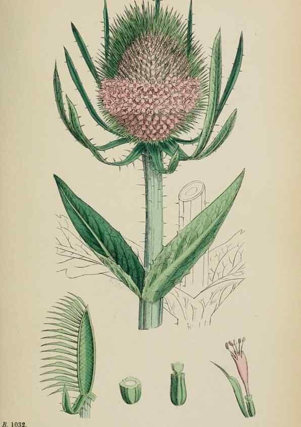 Reproducción/Reproduction 48717606292: English botany, or, Coloured figures of British plants /. London :R. Hardwicke,1863-1886.. 