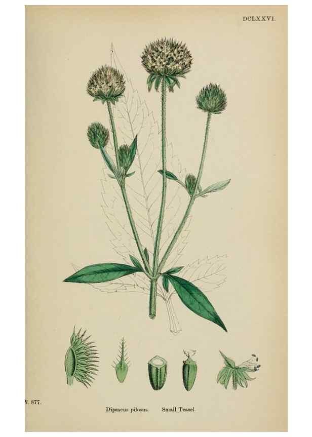 Reproducción/Reproduction 48717606912: English botany, or, Coloured figures of British plants /. London :R. Hardwicke,1863-1886.. 