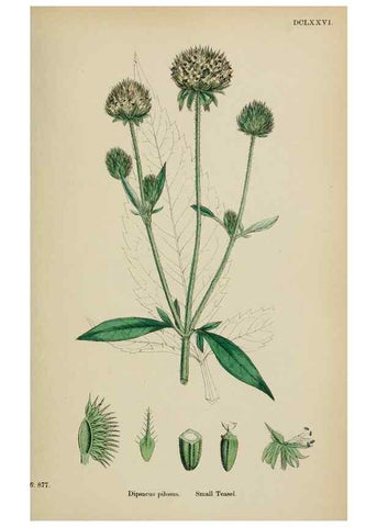 Reproducción/Reproduction 48717606912: English botany, or, Coloured figures of British plants /. London :R. Hardwicke,1863-1886.. 