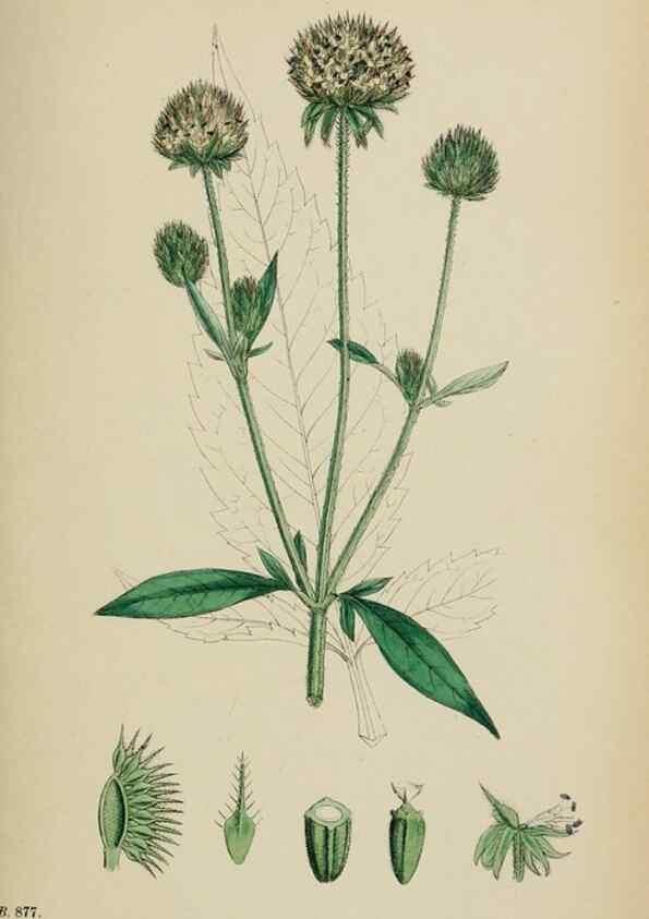 Reproducción/Reproduction 48717606912: English botany, or, Coloured figures of British plants /. London :R. Hardwicke,1863-1886.. 
