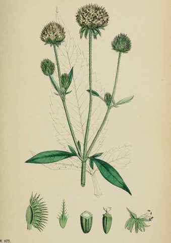 Reproducción/Reproduction 48717606912: English botany, or, Coloured figures of British plants /. London :R. Hardwicke,1863-1886.. 