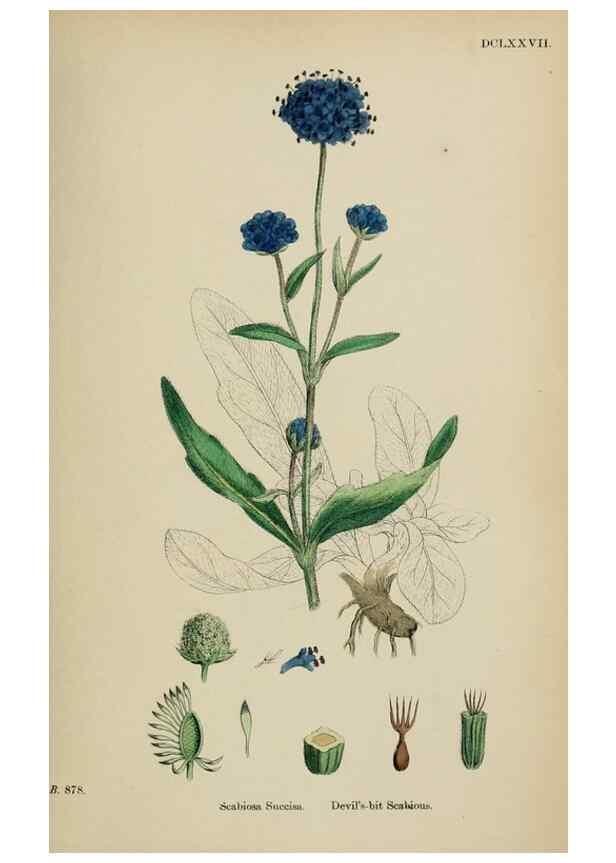 Reproducción/Reproduction 48717607202: English botany, or, Coloured figures of British plants /. London :R. Hardwicke,1863-1886.. 