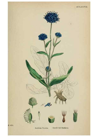 Reproducción/Reproduction 48717607202: English botany, or, Coloured figures of British plants /. London :R. Hardwicke,1863-1886.. 
