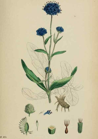 Reproducción/Reproduction 48717607202: English botany, or, Coloured figures of British plants /. London :R. Hardwicke,1863-1886.. 