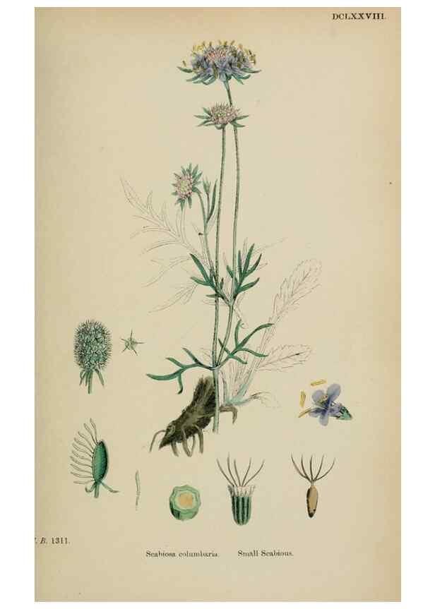 Reproducción/Reproduction 48717607527: English botany, or, Coloured figures of British plants /. London :R. Hardwicke,1863-1886.. 
