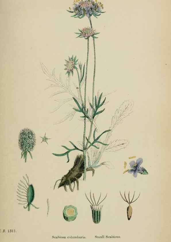 Reproducción/Reproduction 48717607527: English botany, or, Coloured figures of British plants /. London :R. Hardwicke,1863-1886.. 