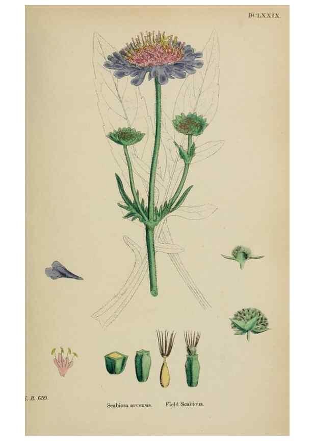 Reproducción/Reproduction 48717436741: English botany, or, Coloured figures of British plants /. London :R. Hardwicke,1863-1886.. 