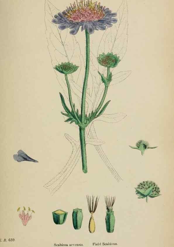 Reproducción/Reproduction 48717436741: English botany, or, Coloured figures of British plants /. London :R. Hardwicke,1863-1886.. 