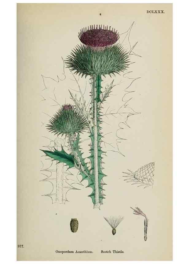 Reproducción/Reproduction 48717738756: English botany, or, Coloured figures of British plants /. London :R. Hardwicke,1863-1886.. 