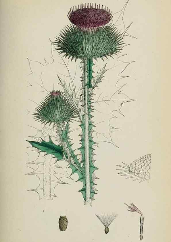 Reproducción/Reproduction 48717738756: English botany, or, Coloured figures of British plants /. London :R. Hardwicke,1863-1886.. 