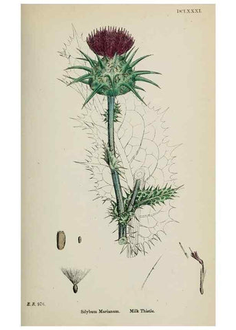 Reproducción/Reproduction 48717910107: English botany, or, Coloured figures of British plants /. London :R. Hardwicke,1863-1886.. 