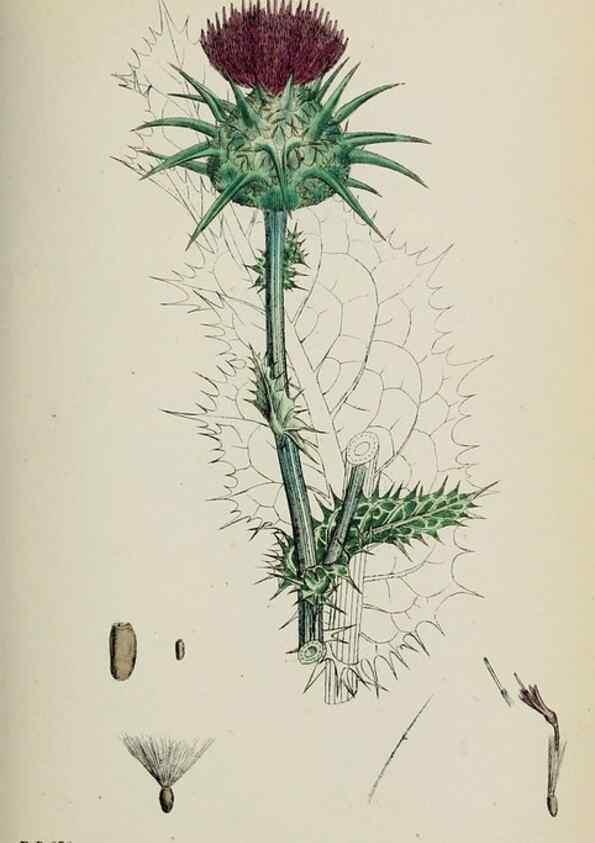 Reproducción/Reproduction 48717910107: English botany, or, Coloured figures of British plants /. London :R. Hardwicke,1863-1886.. 