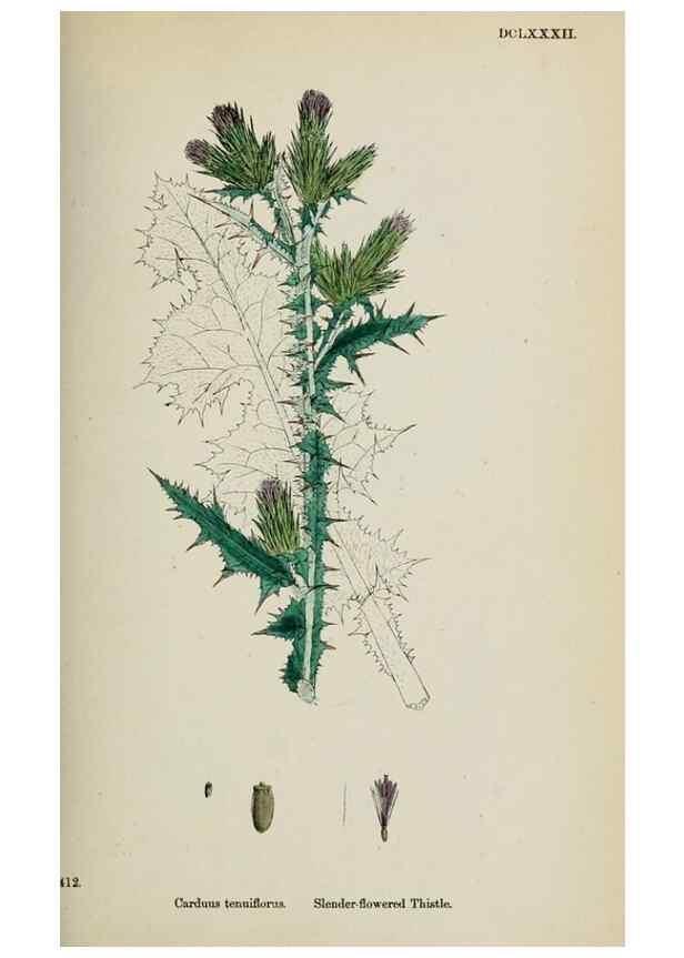 Reproducción/Reproduction 48717910367: English botany, or, Coloured figures of British plants /. London :R. Hardwicke,1863-1886.. 