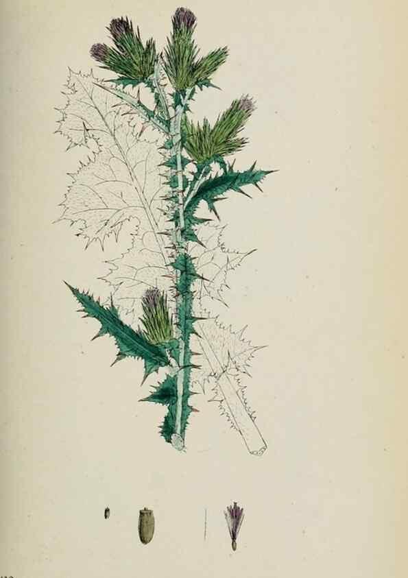 Reproducción/Reproduction 48717910367: English botany, or, Coloured figures of British plants /. London :R. Hardwicke,1863-1886.. 