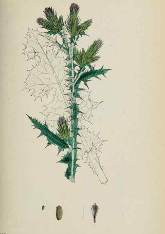 Reproducción/Reproduction 48717910367: English botany, or, Coloured figures of British plants /. London :R. Hardwicke,1863-1886.. 