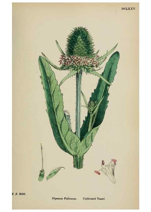 Reproducción/Reproduction 48717435551: English botany, or, Coloured figures of British plants /. London :R. Hardwicke,1863-1886.. 