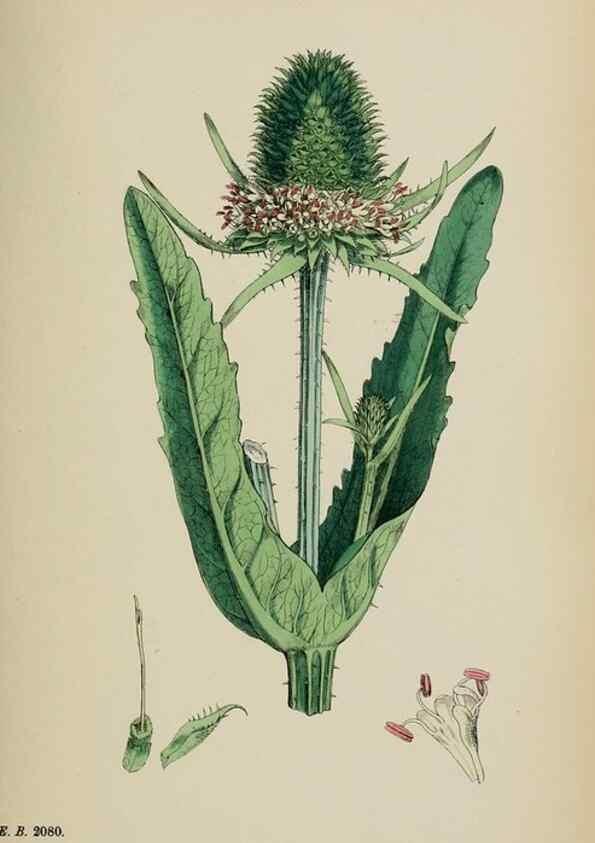 Reproducción/Reproduction 48717435551: English botany, or, Coloured figures of British plants /. London :R. Hardwicke,1863-1886.. 