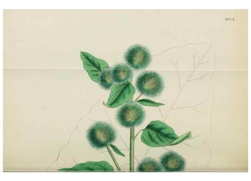 Reproducción/Reproduction 48717918892: English botany, or, Coloured figures of British plants /. London :R. Hardwicke,1863-1886.. 