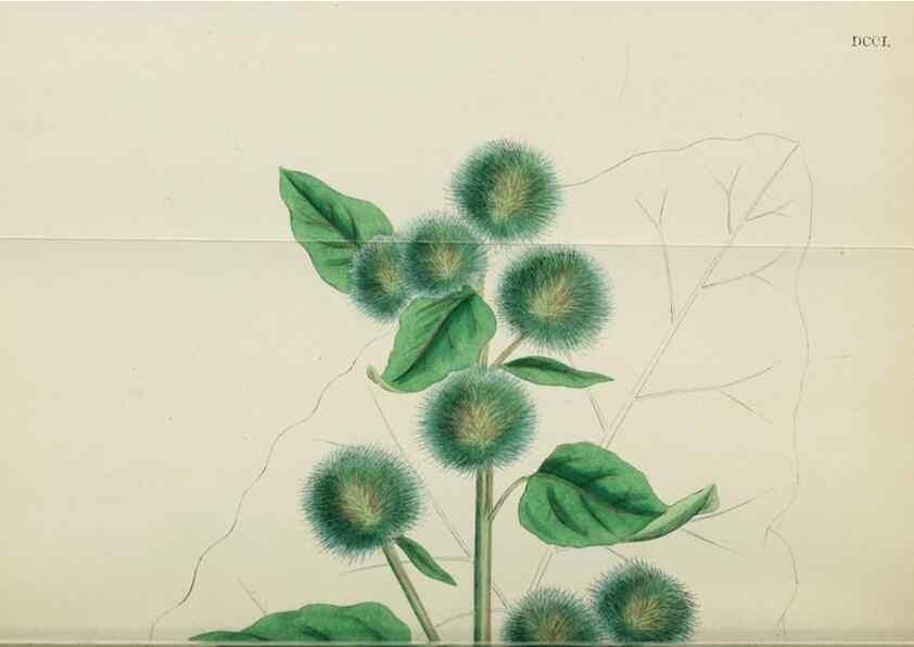 Reproducción/Reproduction 48717918892: English botany, or, Coloured figures of British plants /. London :R. Hardwicke,1863-1886.. 
