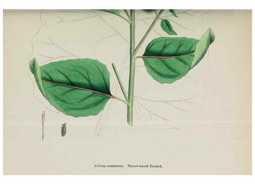 Reproducción/Reproduction 48717919187: English botany, or, Coloured figures of British plants /. London :R. Hardwicke,1863-1886.. 