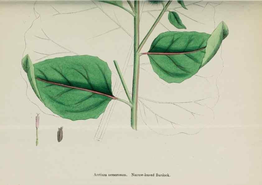 Reproducción/Reproduction 48717919187: English botany, or, Coloured figures of British plants /. London :R. Hardwicke,1863-1886.. 