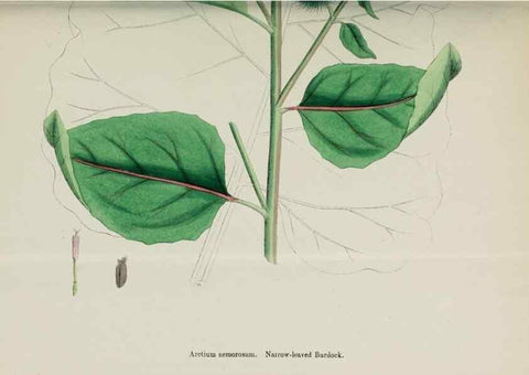 Reproducción/Reproduction 48717919187: English botany, or, Coloured figures of British plants /. London :R. Hardwicke,1863-1886.. 