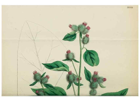 Reproducción/Reproduction 48717411678: English botany, or, Coloured figures of British plants /. London :R. Hardwicke,1863-1886.. 