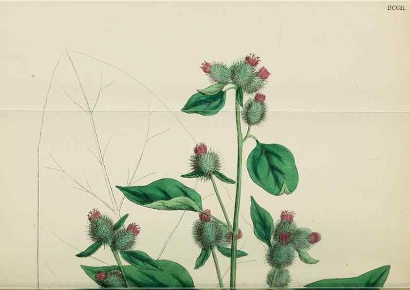 Reproducción/Reproduction 48717411678: English botany, or, Coloured figures of British plants /. London :R. Hardwicke,1863-1886.. 