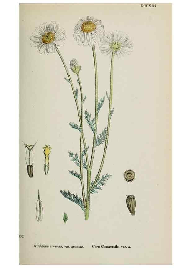 Reproducción/Reproduction 48717756216: English botany, or, Coloured figures of British plants /. London :R. Hardwicke,1863-1886.. 