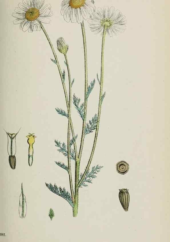 Reproducción/Reproduction 48717756216: English botany, or, Coloured figures of British plants /. London :R. Hardwicke,1863-1886.. 