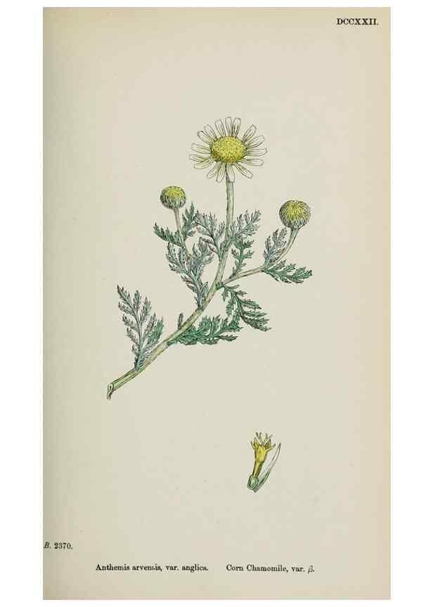 Reproducción/Reproduction 48717419773: English botany, or, Coloured figures of British plants /. London :R. Hardwicke,1863-1886.. 