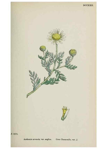 Reproducción/Reproduction 48717419773: English botany, or, Coloured figures of British plants /. London :R. Hardwicke,1863-1886.. 