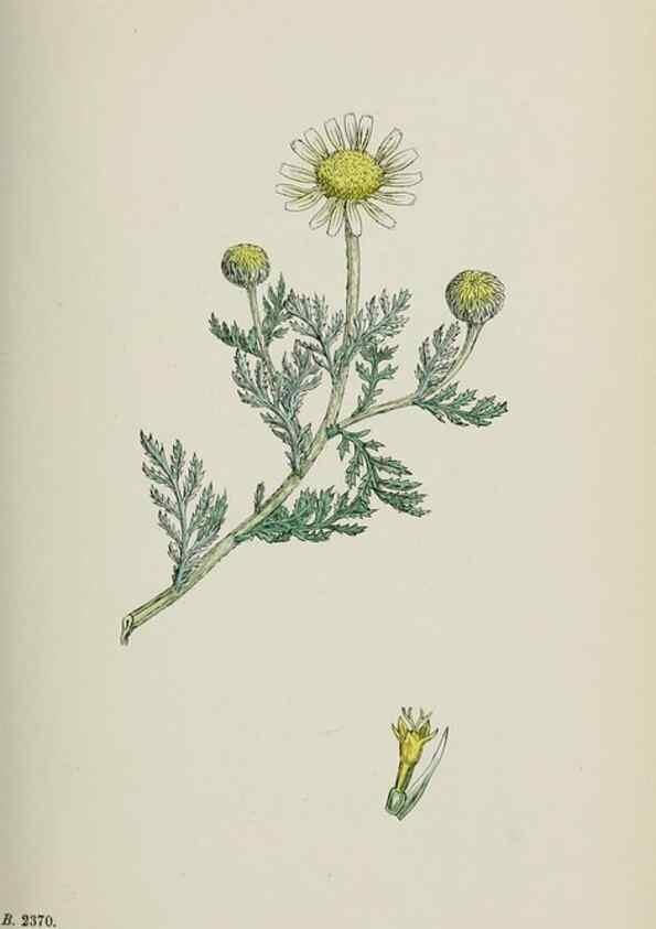 Reproducción/Reproduction 48717419773: English botany, or, Coloured figures of British plants /. London :R. Hardwicke,1863-1886.. 
