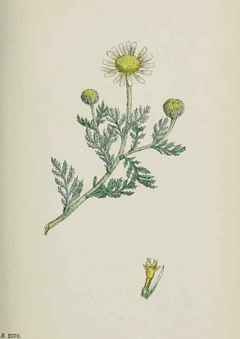 Reproducción/Reproduction 48717419773: English botany, or, Coloured figures of British plants /. London :R. Hardwicke,1863-1886.. 