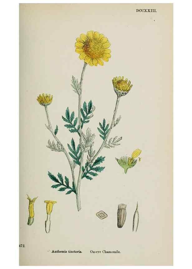 Reproducción/Reproduction 48717420498: English botany, or, Coloured figures of British plants /. London :R. Hardwicke,1863-1886.. 