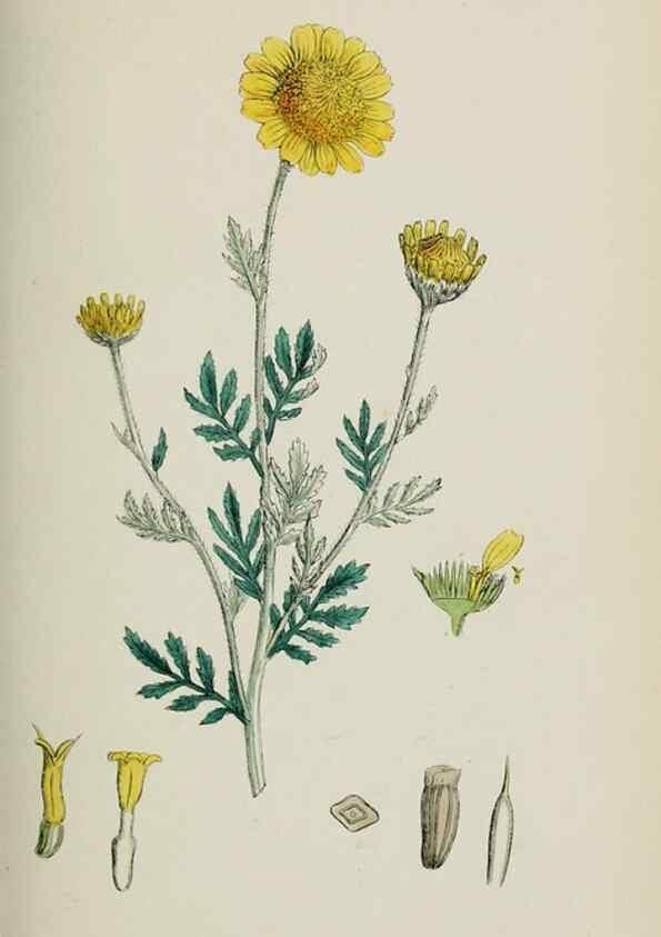 Reproducción/Reproduction 48717420498: English botany, or, Coloured figures of British plants /. London :R. Hardwicke,1863-1886.. 