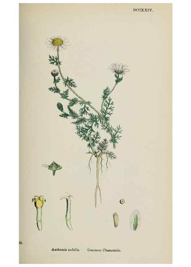 Reproducción/Reproduction 48717421053: English botany, or, Coloured figures of British plants /. London :R. Hardwicke,1863-1886.. 