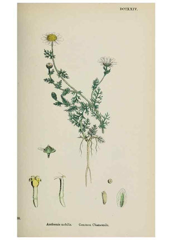 Reproducción/Reproduction 48717421053: English botany, or, Coloured figures of British plants /. London :R. Hardwicke,1863-1886.. 