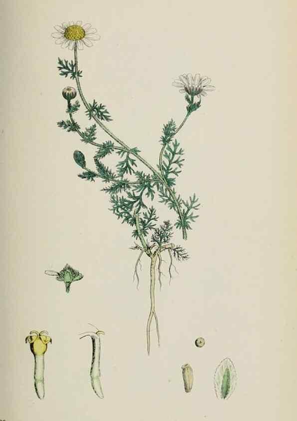 Reproducción/Reproduction 48717421053: English botany, or, Coloured figures of British plants /. London :R. Hardwicke,1863-1886.. 