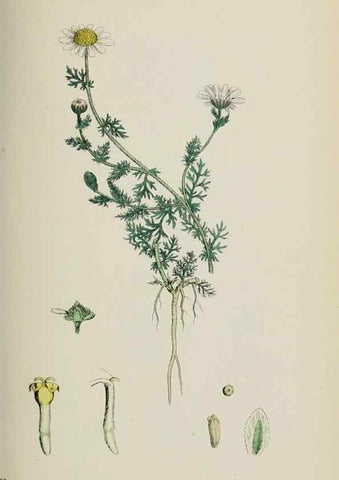 Reproducción/Reproduction 48717421053: English botany, or, Coloured figures of British plants /. London :R. Hardwicke,1863-1886.. 