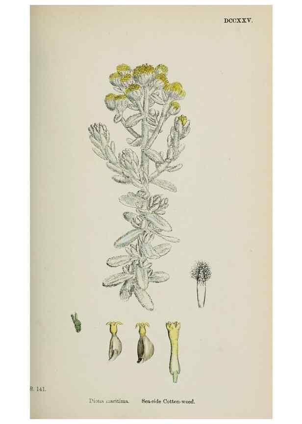Reproducción/Reproduction 48717758316: English botany, or, Coloured figures of British plants /. London :R. Hardwicke,1863-1886.. 