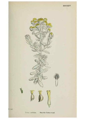 Reproducción/Reproduction 48717758316: English botany, or, Coloured figures of British plants /. London :R. Hardwicke,1863-1886.. 