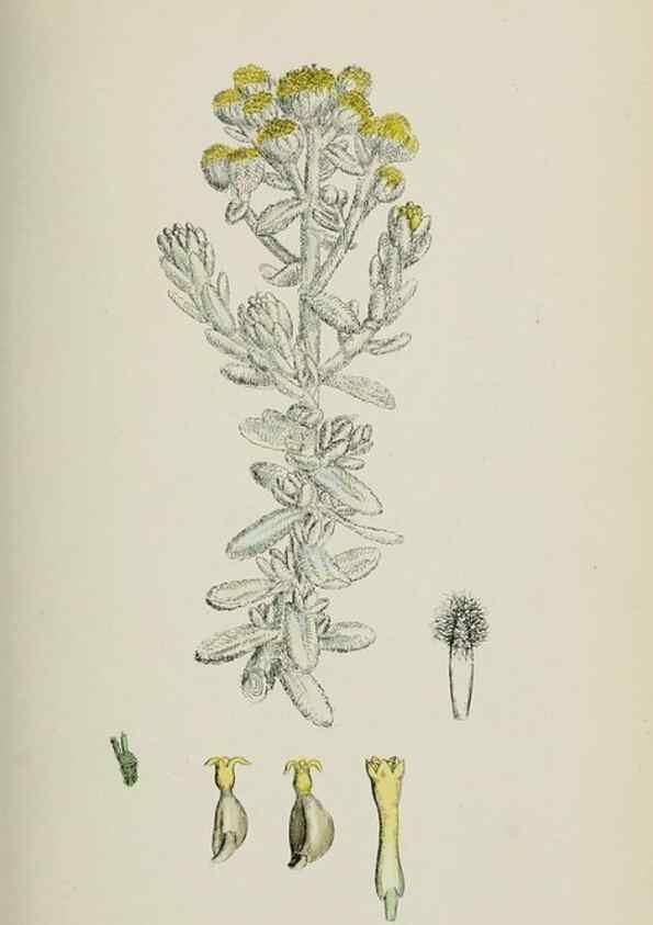 Reproducción/Reproduction 48717758316: English botany, or, Coloured figures of British plants /. London :R. Hardwicke,1863-1886.. 